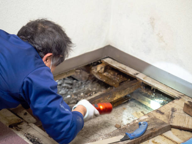 Best Black Mold Remediation in Turley, OK