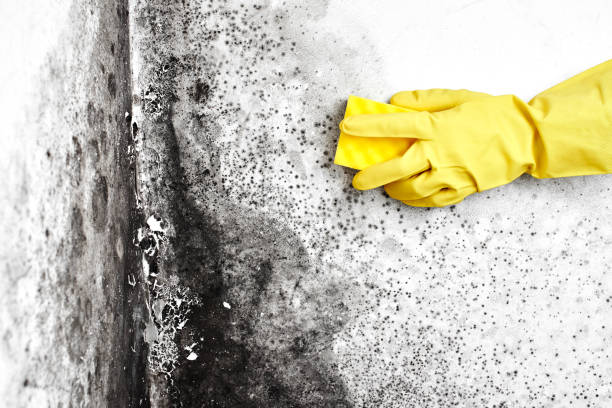 Best Industrial Mold Remediation in Turley, OK