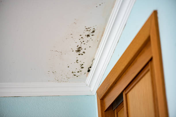 Best Post-Flood Mold Remediation in Turley, OK