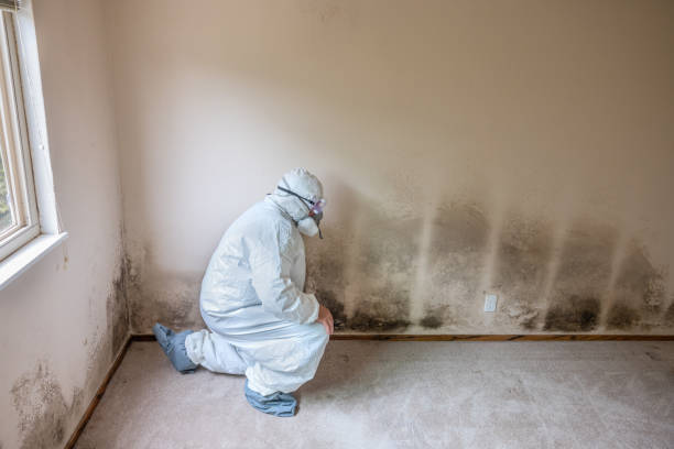 Best Commercial Mold Remediation in Turley, OK
