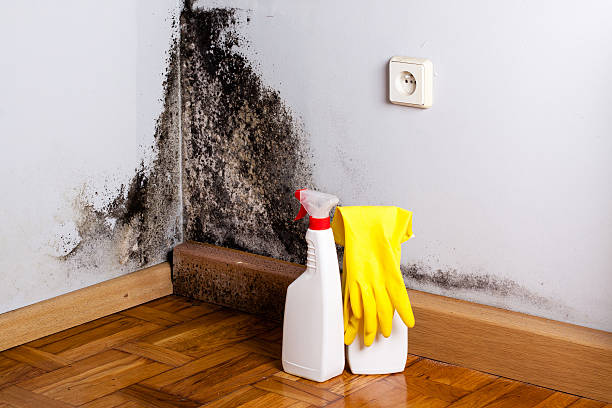 Best Mold Testing and Inspection Services in Turley, OK
