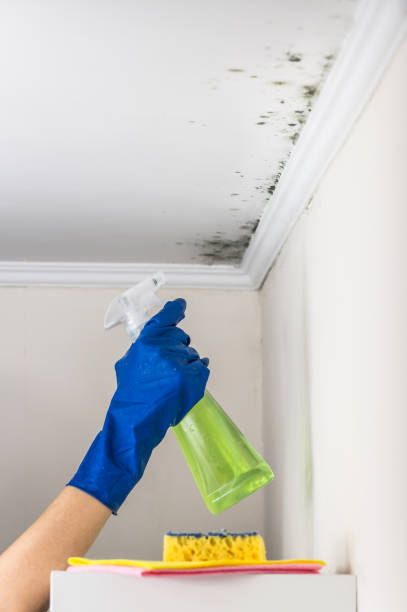 Best Post-Flood Mold Remediation in Turley, OK